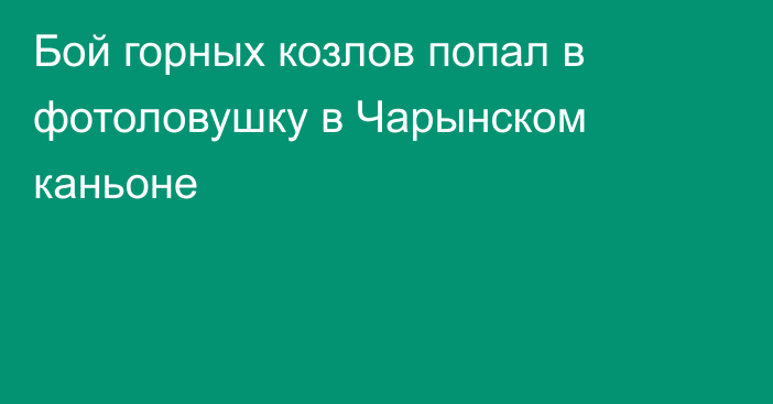 Бой горных козлов попал в фотоловушку в Чарынском каньоне