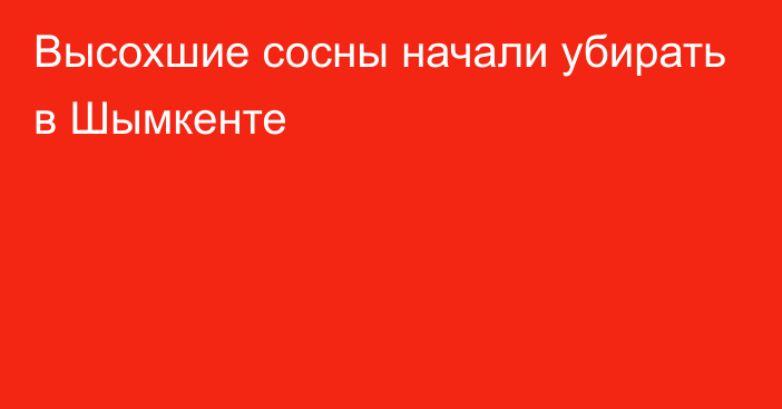 Высохшие сосны начали убирать в Шымкенте