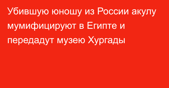 Убившую юношу из России акулу мумифицируют в Египте и передадут музею Хургады