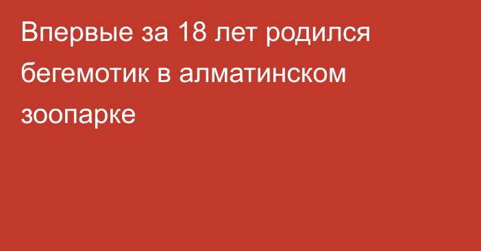 Впервые за 18 лет родился бегемотик в алматинском зоопарке