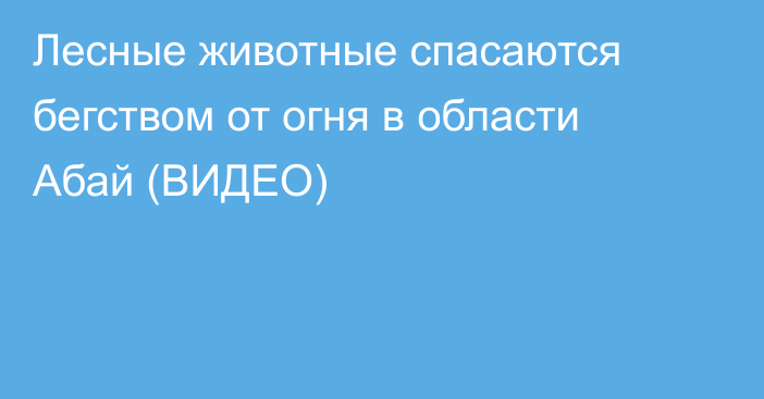 Лесные животные спасаются бегством от огня в области Абай (ВИДЕО)