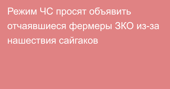 Режим ЧС просят объявить отчаявшиеся фермеры ЗКО из-за нашествия сайгаков