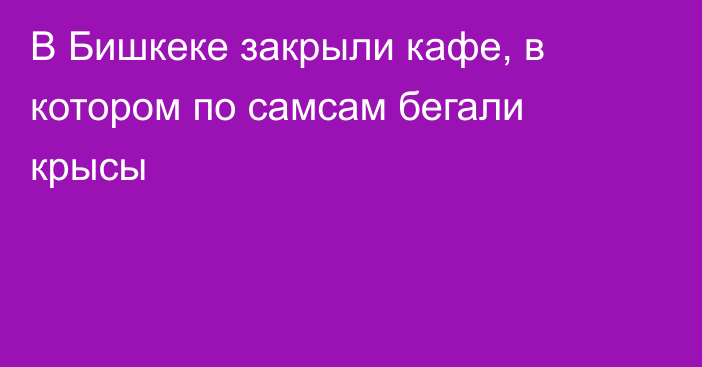 В Бишкеке закрыли кафе, в котором по самсам бегали крысы