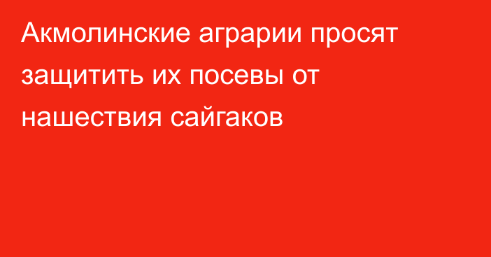 Акмолинские аграрии просят защитить их посевы от нашествия сайгаков