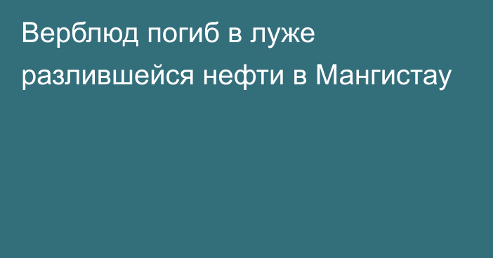 Верблюд погиб в луже разлившейся нефти в Мангистау