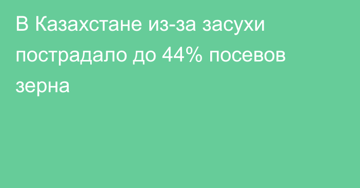 В Казахстане из-за засухи пострадало до 44% посевов зерна