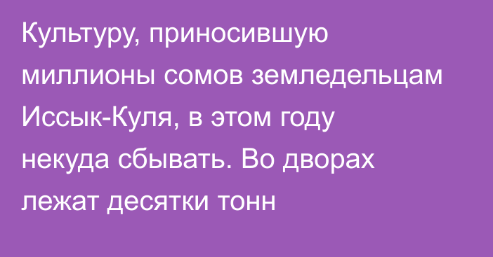 Культуру, приносившую миллионы сомов земледельцам Иссык-Куля, в этом году некуда сбывать. Во дворах лежат десятки тонн