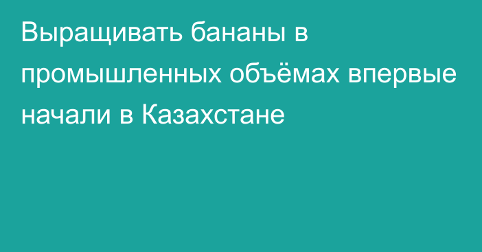 Выращивать бананы в промышленных объёмах впервые начали в Казахстане