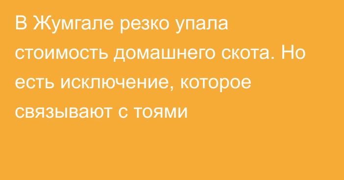 В Жумгале резко упала стоимость домашнего скота. Но есть исключение, которое связывают с тоями