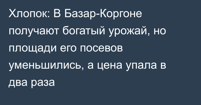 Хлопок: В Базар-Коргоне получают богатый урожай, но площади его посевов уменьшились, а цена упала в два раза