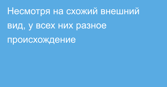 Несмотря на схожий внешний вид, у всех них разное происхождение