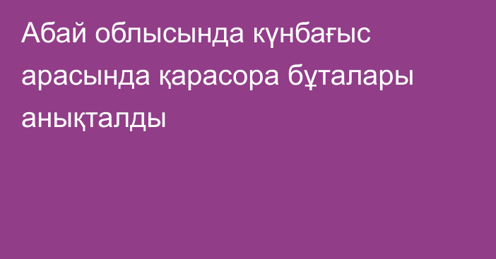 Абай облысында күнбағыс арасында қарасора бұталары анықталды