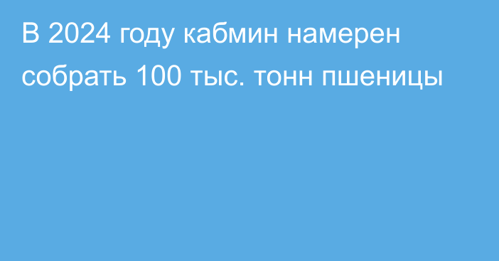 В 2024 году кабмин намерен собрать 100 тыс. тонн пшеницы