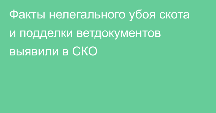 Факты нелегального убоя скота и подделки ветдокументов выявили в СКО