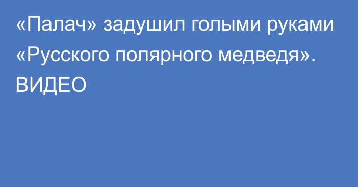 «Палач» задушил голыми руками «Русского полярного медведя». ВИДЕО