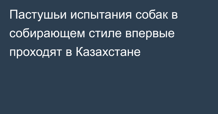 Пастушьи испытания собак в собирающем стиле впервые проходят в Казахстане