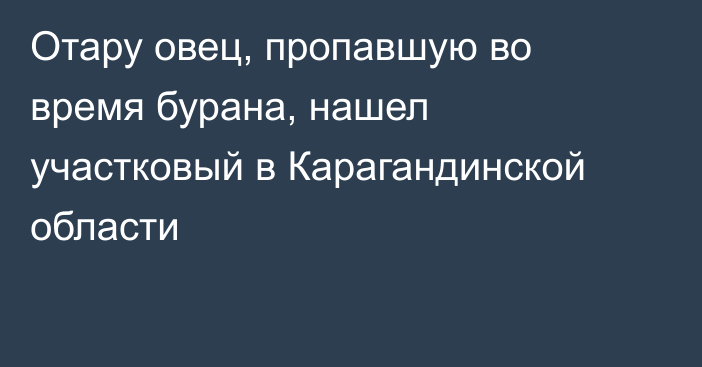 Отару овец, пропавшую во время бурана, нашел участковый в Карагандинской области