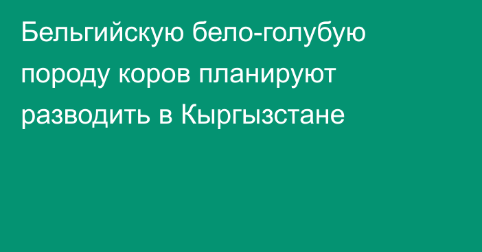 Бельгийскую бело-голубую породу коров планируют разводить в Кыргызстане