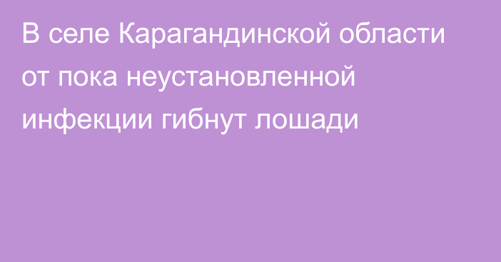 В селе Карагандинской области от пока неустановленной инфекции гибнут лошади