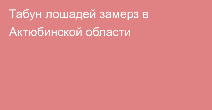 Табун лошадей замерз в Актюбинской области