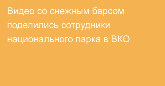 Видео со снежным барсом поделились сотрудники национального парка в ВКО