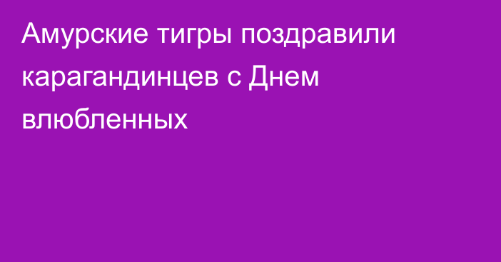 Амурские тигры поздравили карагандинцев с Днем влюбленных