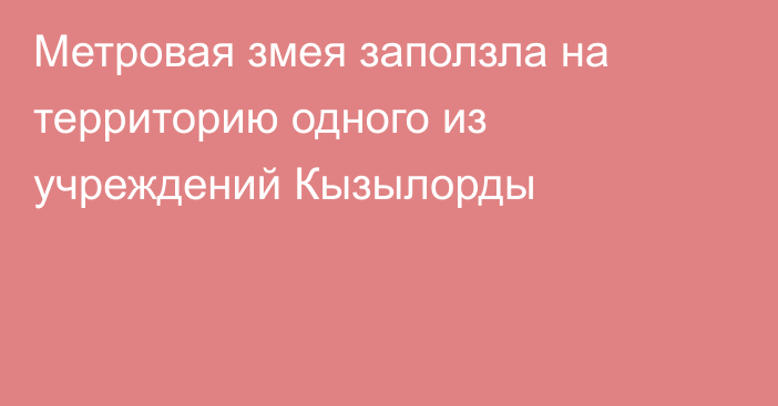 Метровая змея заползла на территорию одного из учреждений Кызылорды