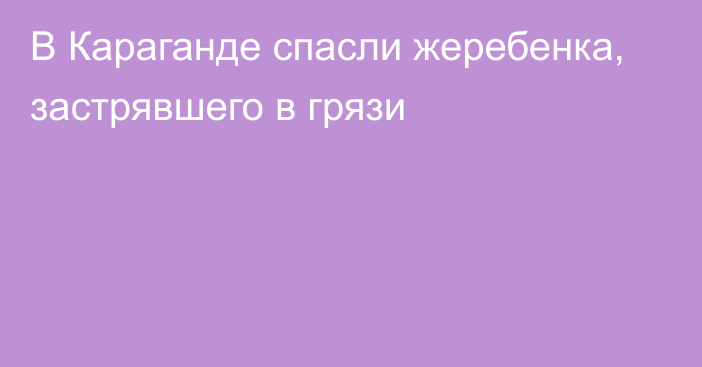 В Караганде спасли жеребенка, застрявшего в грязи