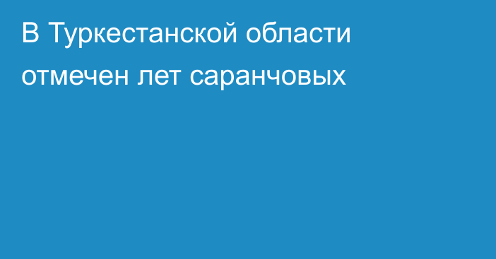 В Туркестанской области отмечен лет саранчовых