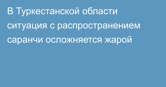 В Туркестанской области ситуация с распространением саранчи осложняется жарой