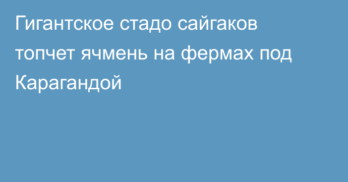 Гигантское стадо сайгаков топчет ячмень на фермах под Карагандой