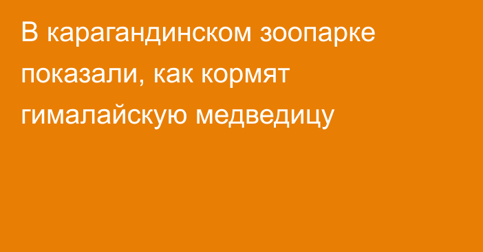 В карагандинском зоопарке показали, как кормят гималайскую медведицу