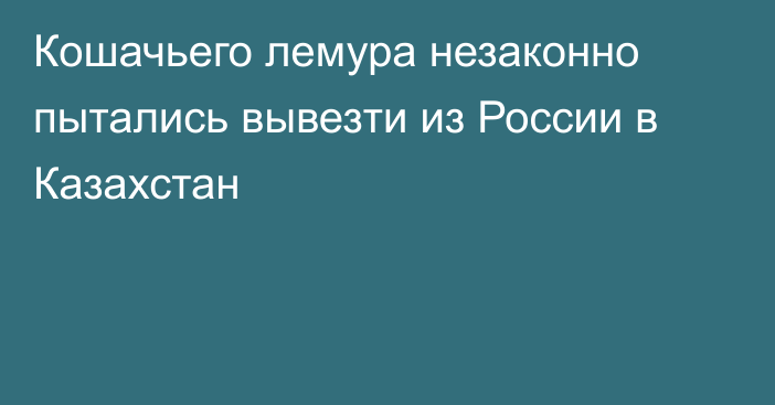 Кошачьего лемура незаконно пытались вывезти из России в Казахстан