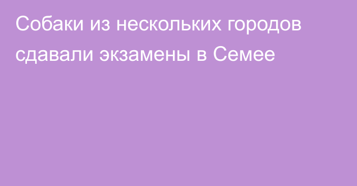 Собаки из нескольких городов сдавали экзамены в Семее