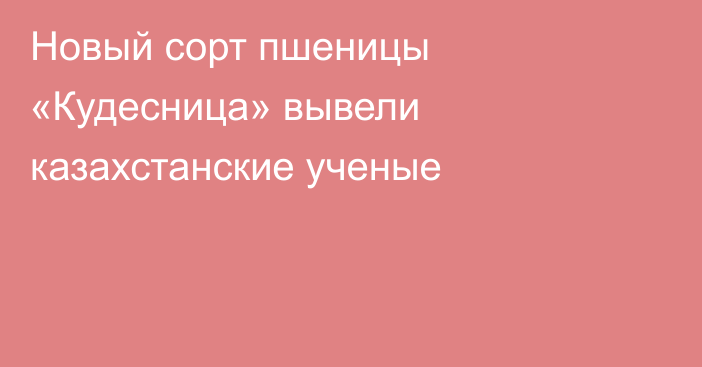 Новый сорт пшеницы «Кудесница» вывели казахстанские ученые