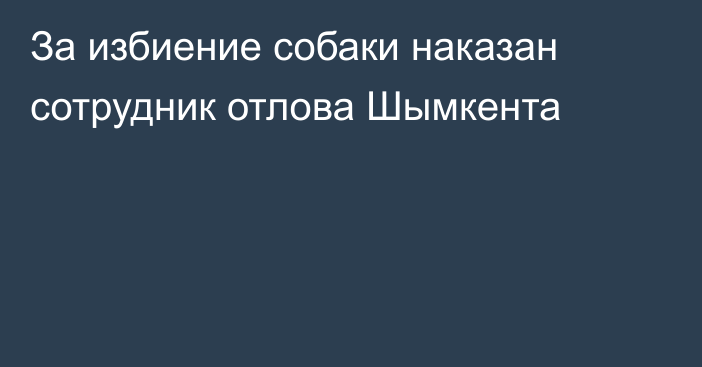 За избиение собаки наказан сотрудник отлова Шымкента