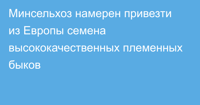 Минсельхоз намерен привезти из Европы семена высококачественных племенных быков