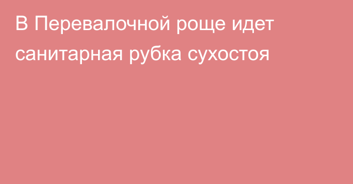 В Перевалочной роще идет санитарная рубка сухостоя