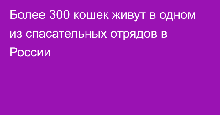 Более 300 кошек живут в одном из спасательных отрядов в России