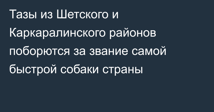 Тазы из Шетского и Каркаралинского районов поборются за звание самой быстрой собаки страны