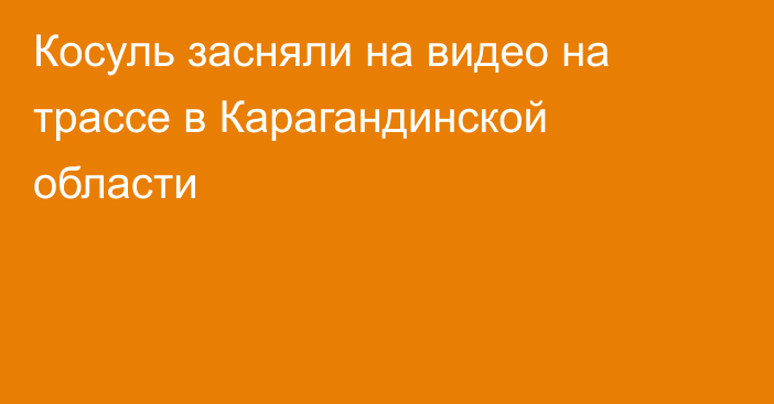 Косуль засняли на видео на трассе в Карагандинской области