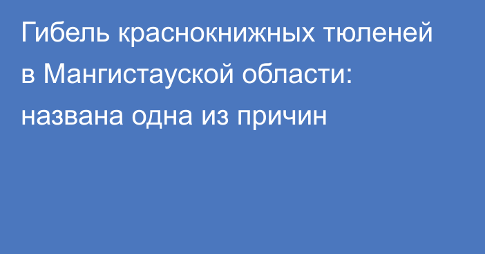 Гибель краснокнижных тюленей в Мангистауской области: названа одна из причин