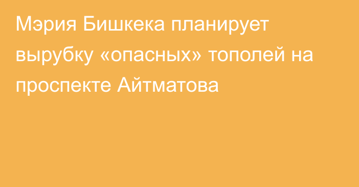 Мэрия Бишкека планирует вырубку «опасных» тополей на проспекте Айтматова