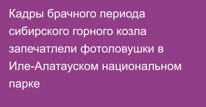 Кадры брачного периода сибирского горного козла запечатлели фотоловушки в Иле-Алатауском национальном парке