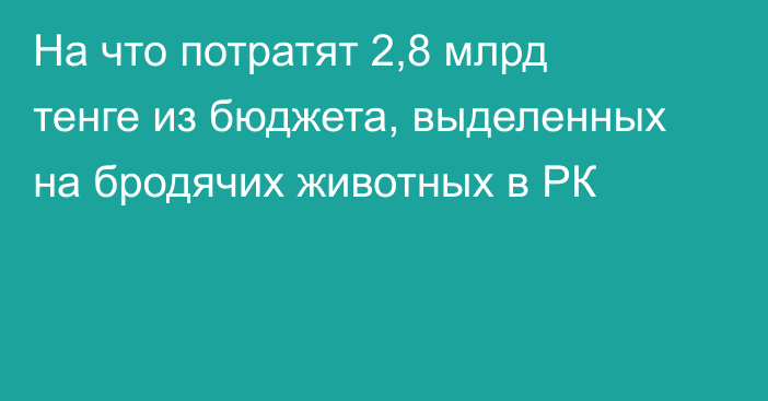 На что потратят 2,8 млрд тенге из бюджета, выделенных на бродячих животных в РК