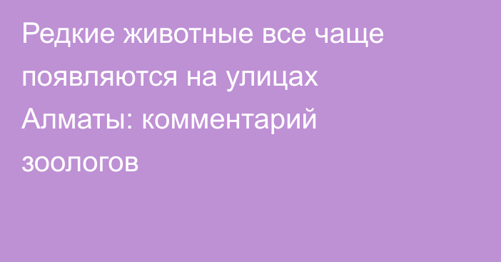 Редкие животные все чаще появляются на улицах Алматы: комментарий зоологов