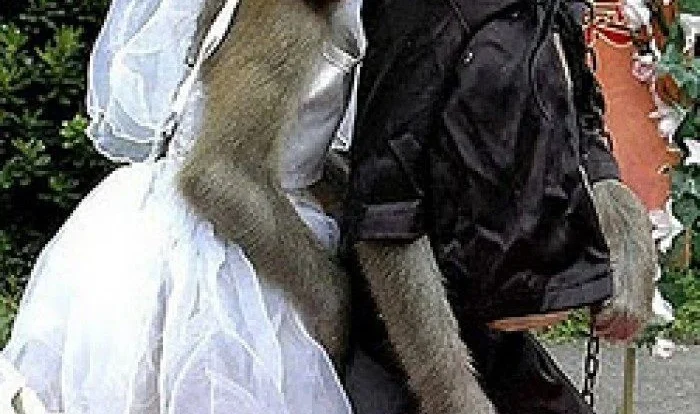 8 Meme One Piece tentang Hidung Unik yang Bikin Ngakak, Ini Penjelasannya!