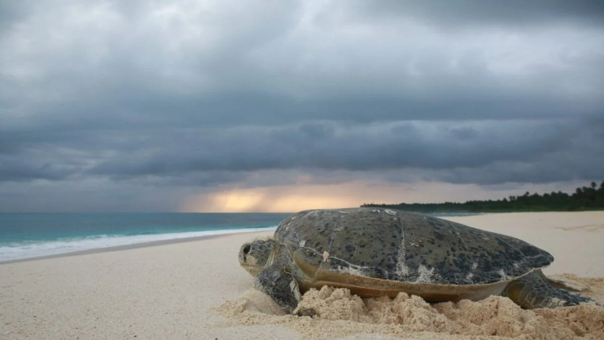 Gabon di Persimpangan: Penyu Terancam dan Tim Sepak Bola Berjuang di Kancah Internasional