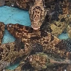 Google dan AMP Robotics Ubah Sampah Jadi Biochar, Siap Ekspor ke 50 Negara dan Hapus 200.000 Ton CO2