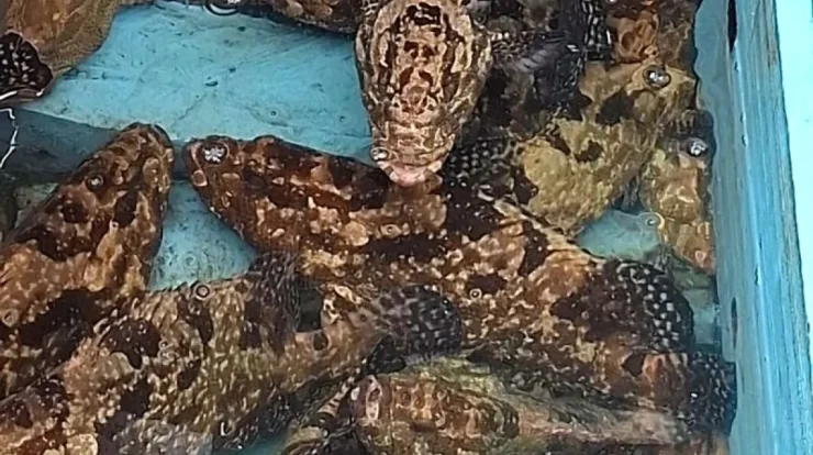 Google dan AMP Robotics Ubah Sampah Jadi Biochar, Siap Ekspor ke 50 Negara dan Hapus 200.000 Ton CO2